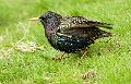 Stær - Common Starling (Sturnus vulgaris)ad